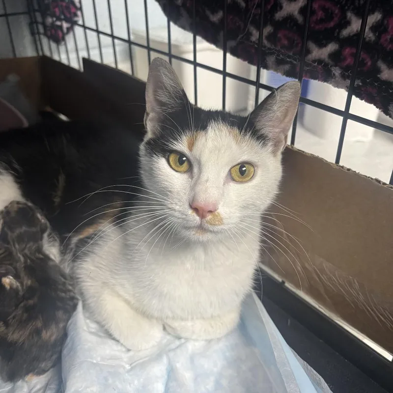 An adult medium-sized female Domestic Short Hair cat named Sweetie for adoption in Riverside, CA