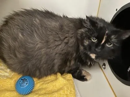 An adult large-sized female Domestic Long Hair cat named Cookie for adoption in Fairfax, VA