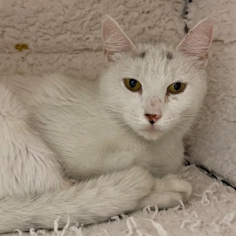 An adult medium-sized female Domestic Short Hair cat named Meadow for adoption in Ewing, NJ