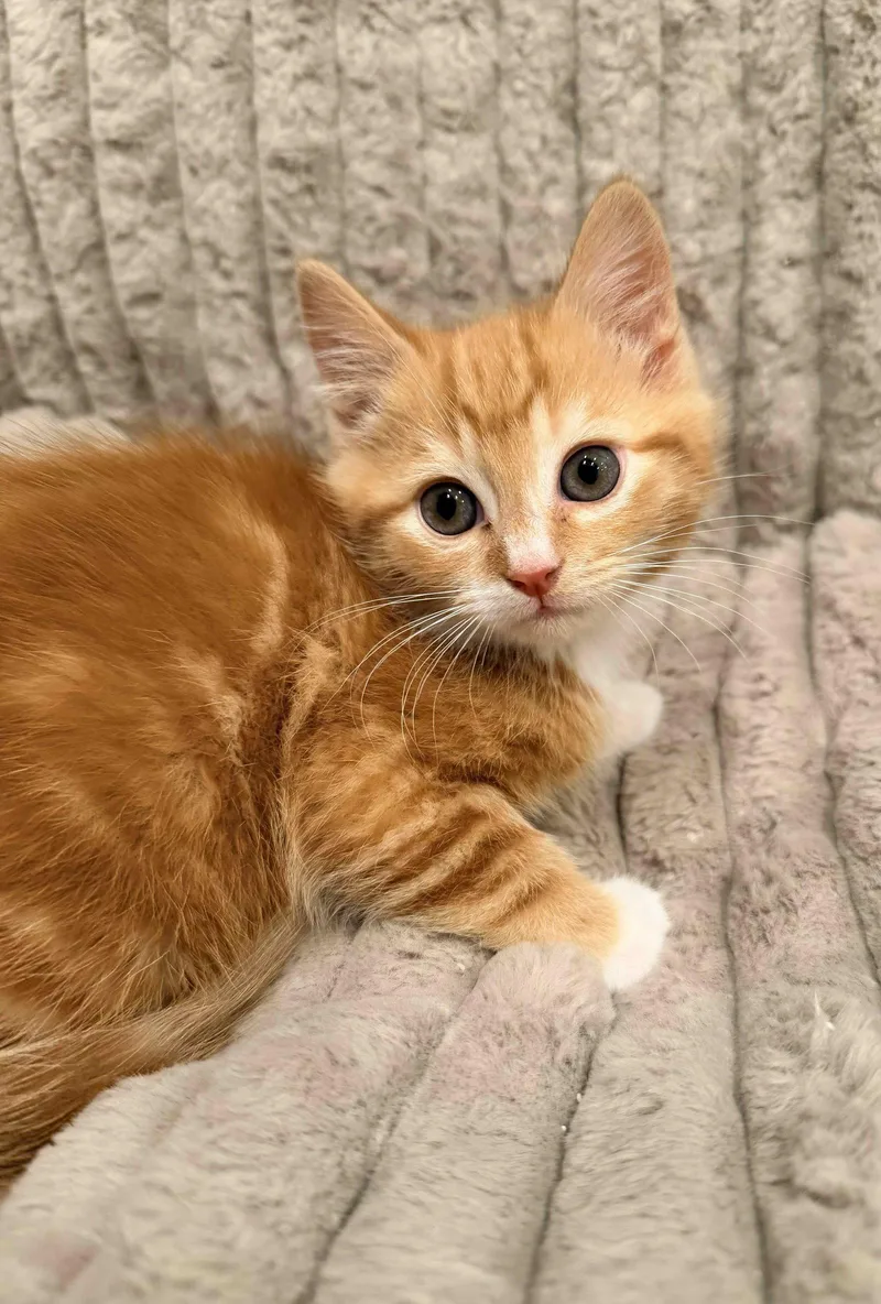 A baby medium-sized female Orange / Red Tabby cat named Brinkley for adoption in Buford, GA