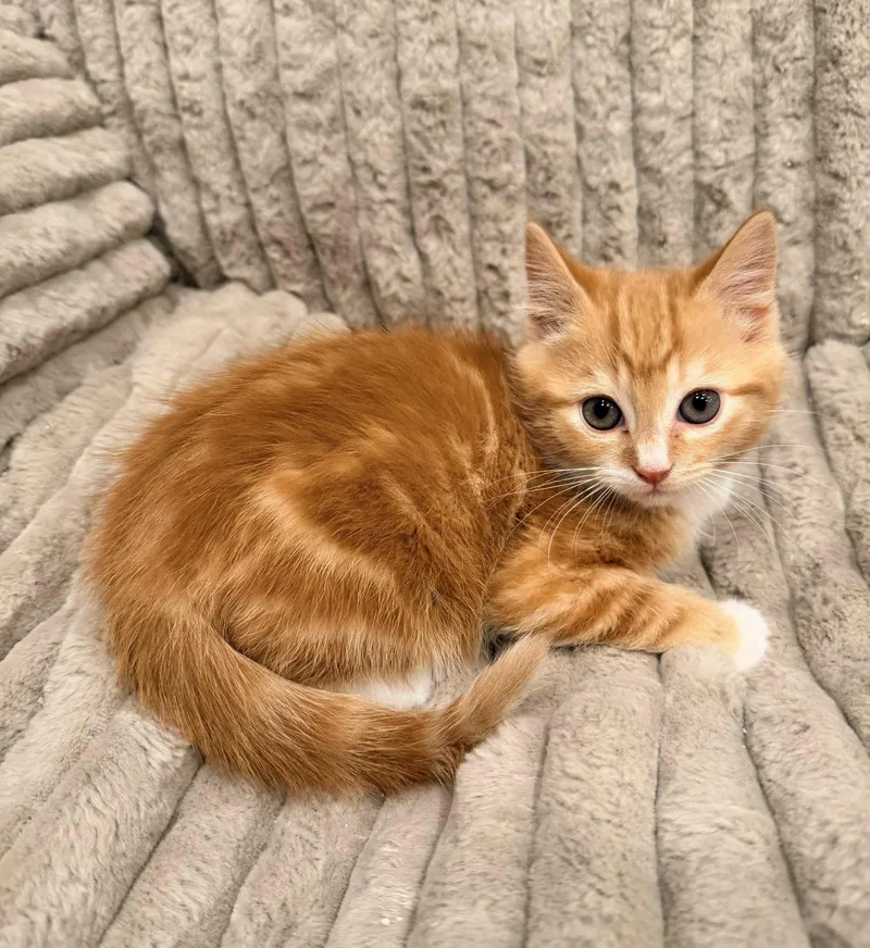 Brinkley thumbnail 2