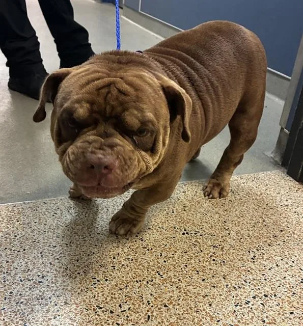 An adult medium-sized male Pit Bull Terrier dog named Pepe for adoption in Miami, FL