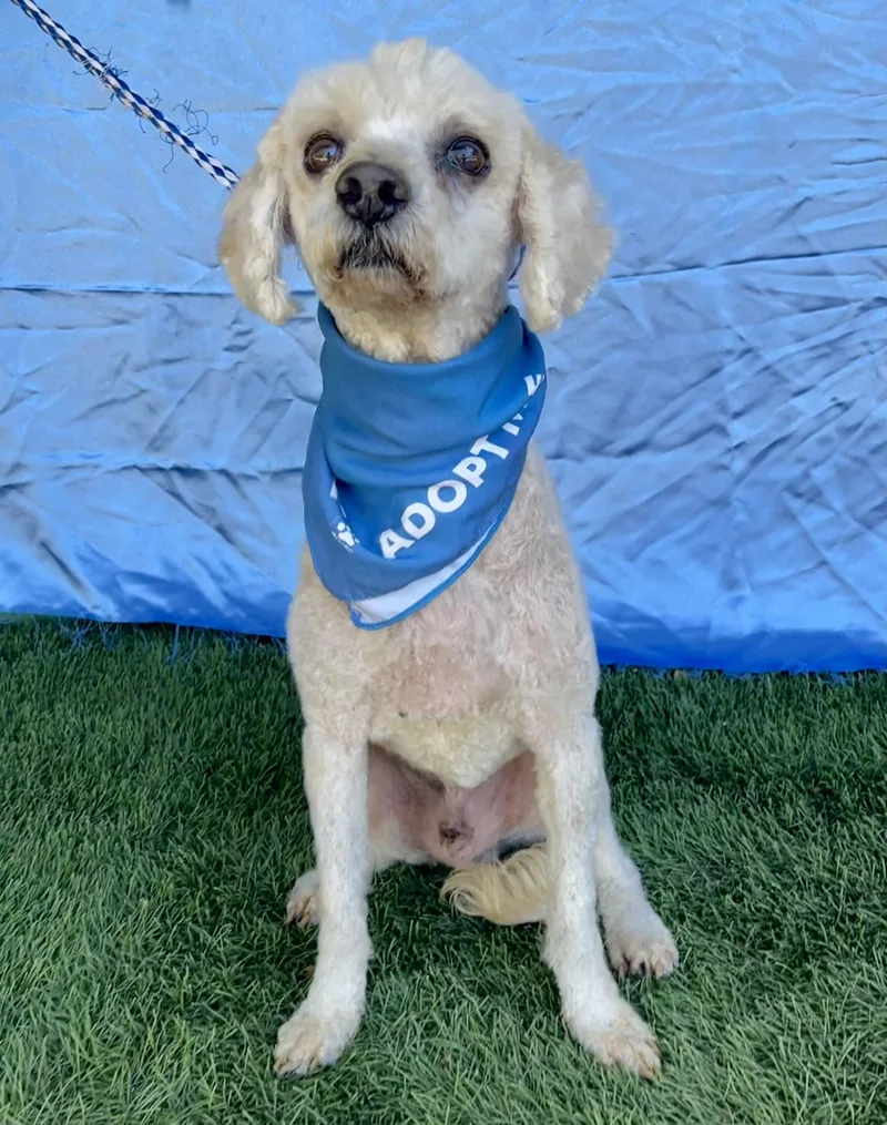An adult small-sized male Poodle dog named Pierre for adoption in Rowland Heights, CA