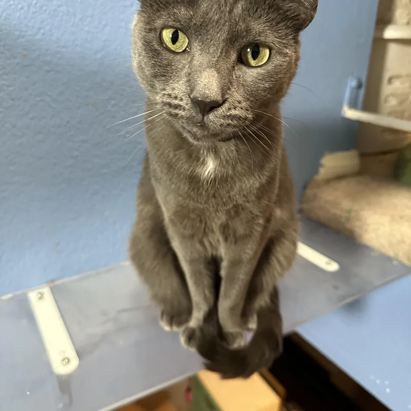 Lady Grey thumbnail 2