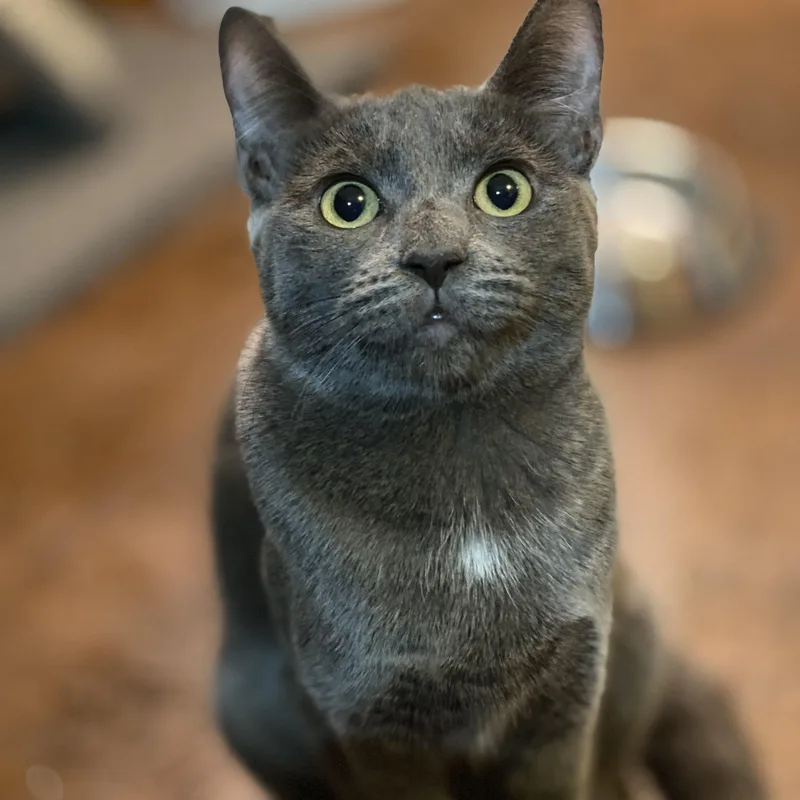 Lady Grey thumbnail 3