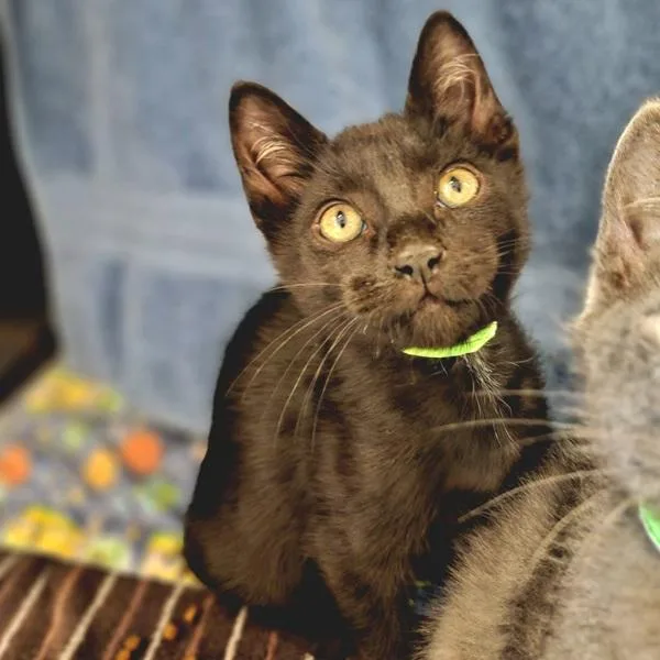 A baby small-sized male Domestic Short Hair cat named Neptune for adoption in Oakland, CA