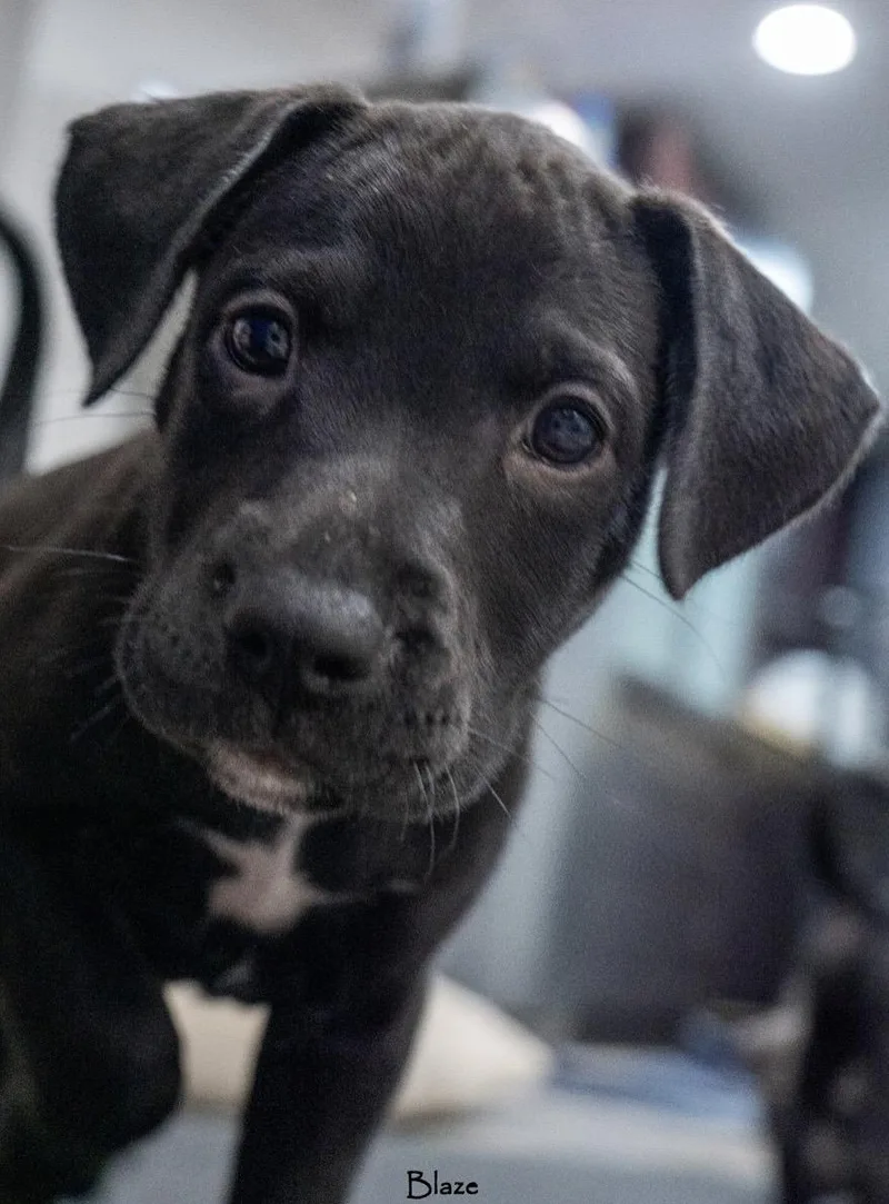 A baby medium-sized male Labrador Retriever dog named Blaze for adoption in Mount Juliet, TN