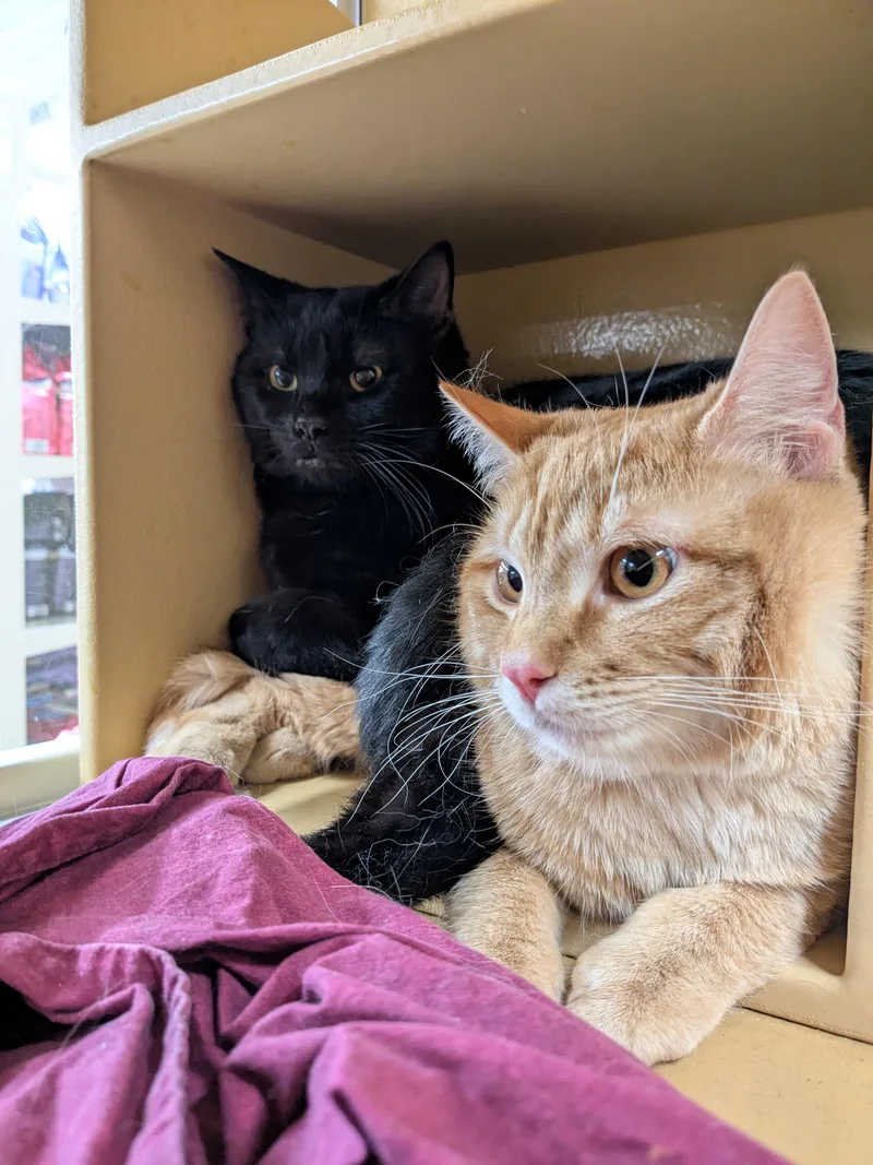 A young medium-sized male Domestic Short Hair cat named Ace & Knox for adoption in Worcester, MA