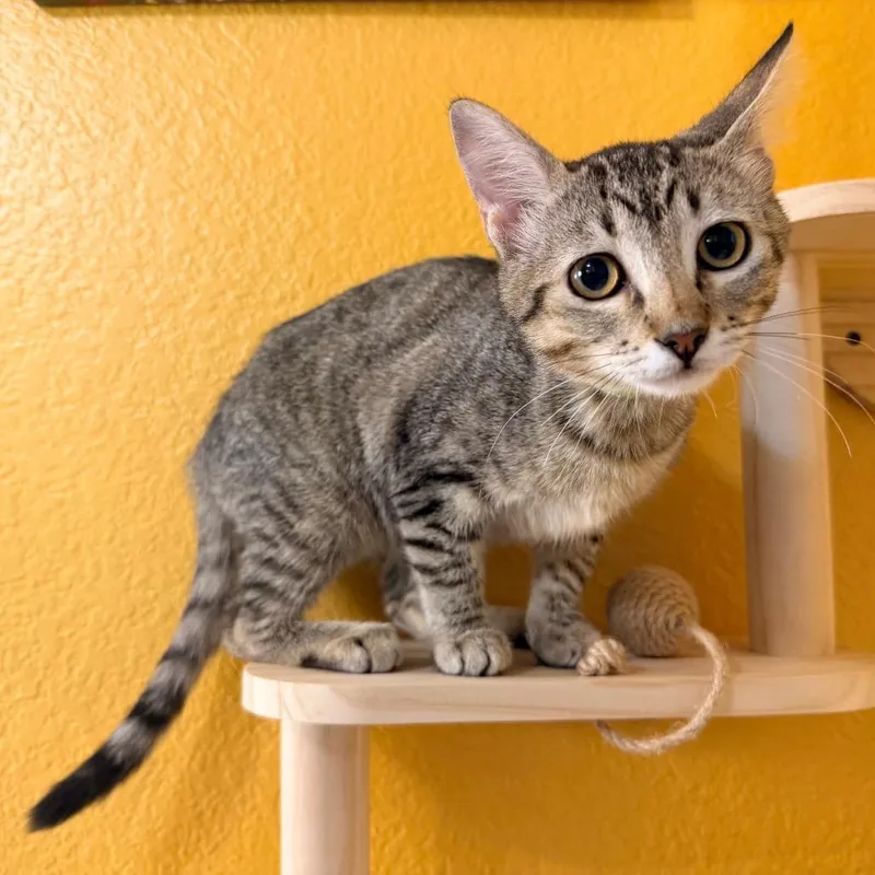 A baby small-sized female Brown / Chocolate Domestic Short Hair cat named Sunshine for adoption in Flower Mound, TX