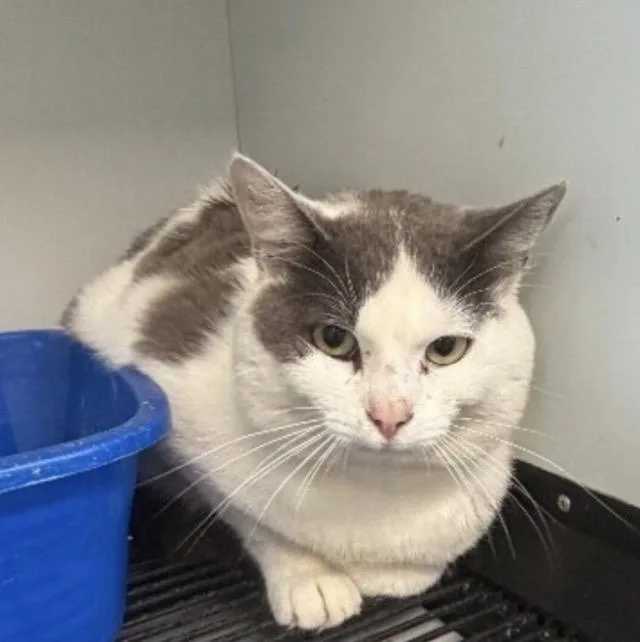 An adult medium-sized male Domestic Short Hair cat named Stephan for adoption in Zimmerman, MN