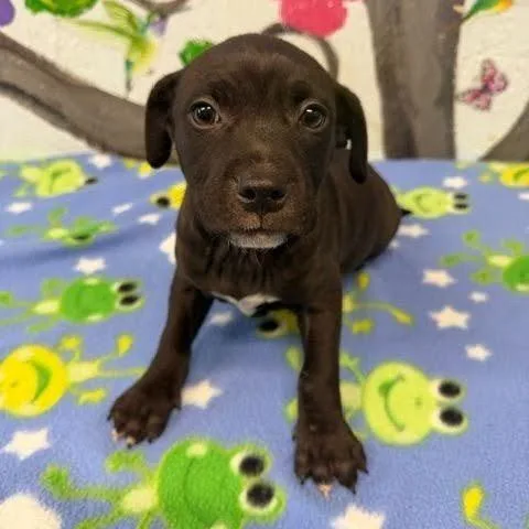 Flynn