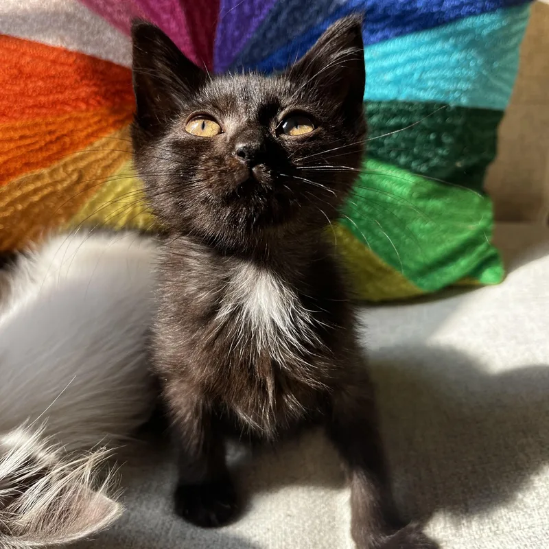 A baby small-sized female Black Domestic Short Hair cat named No Shoes for adoption in Richmond, VA