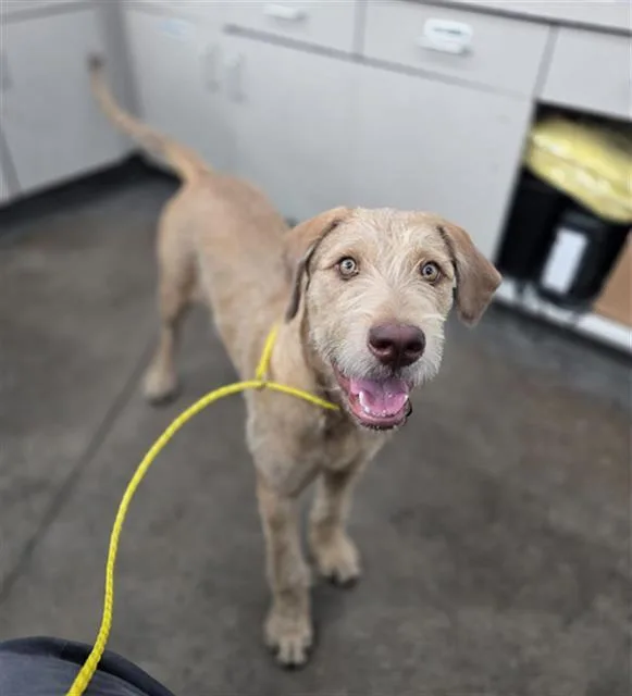 A young large-sized male Mixed Breed dog named Whalen for adoption in Dallas, TX