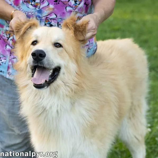 A young large-sized male White / Cream Great Pyrenees dog named Walker in CT  for adoption in Beacon, NY
