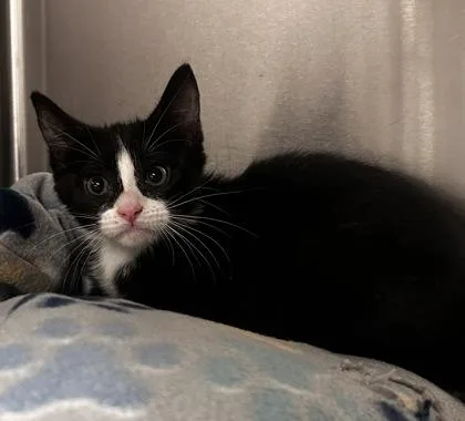 A baby small-sized male Domestic Short Hair cat named Doodle for adoption in Phoenix, AZ