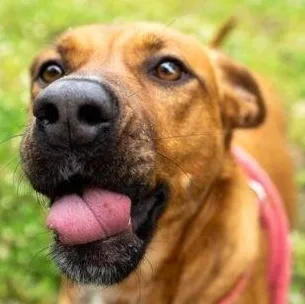 An adult medium-sized female Brown / Chocolate Rhodesian Ridgeback dog named Angel for adoption in Greenfield, TN