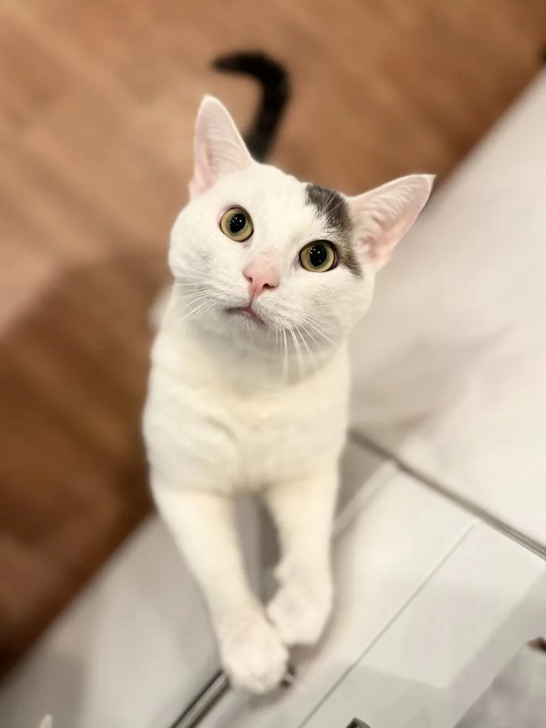 A young medium-sized male Domestic Short Hair cat named Francois for adoption in Brooklyn, NY