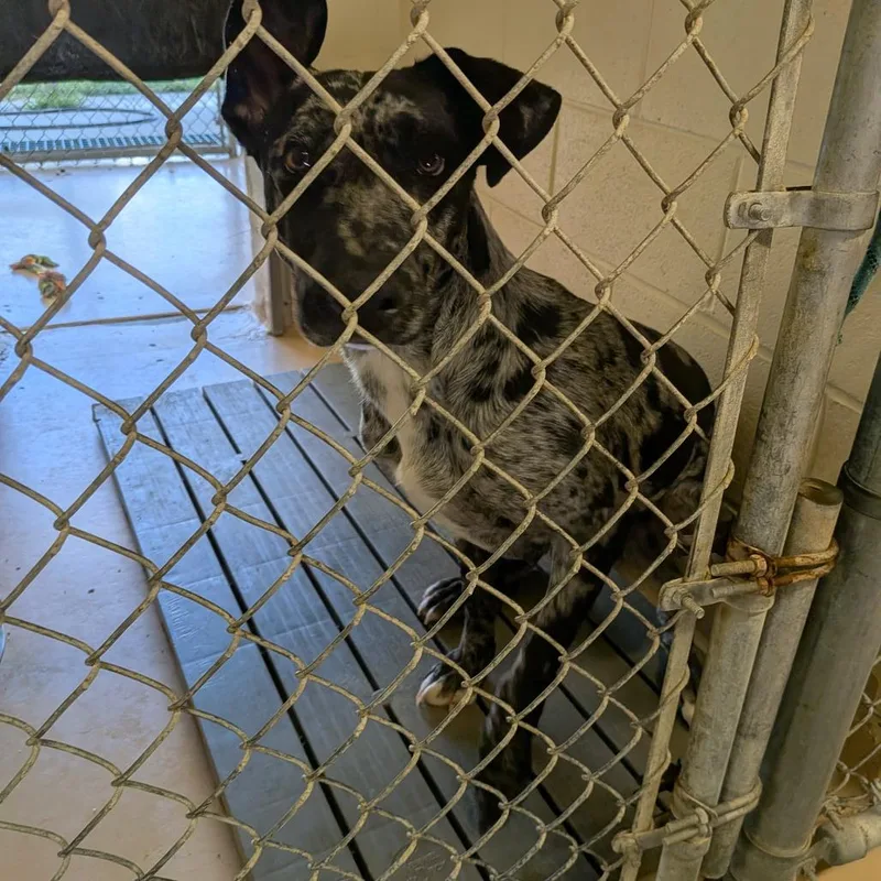 A young large-sized female Black Catahoula Leopard Dog dog named Shayla for adoption in Fairfax Station, VA