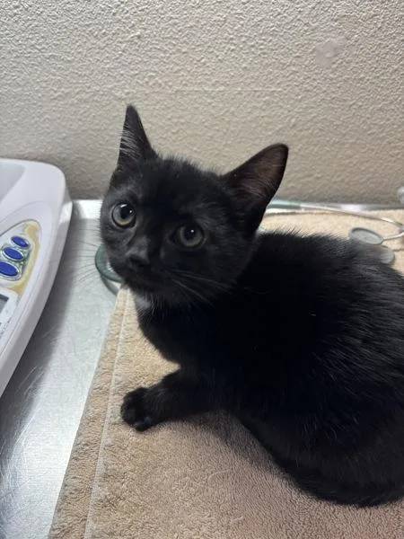 A baby small-sized male Domestic Short Hair cat named Baking Sheet for adoption in Sherwood, OR