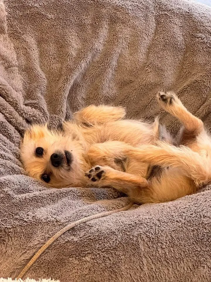 An adult small-sized male Chihuahua dog named Merv for adoption in Bothell, WA