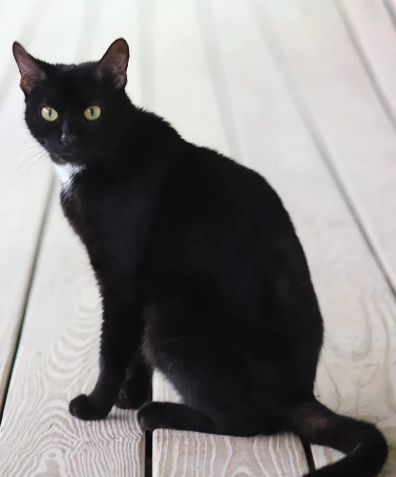 Julia  Csc thumbnail 2