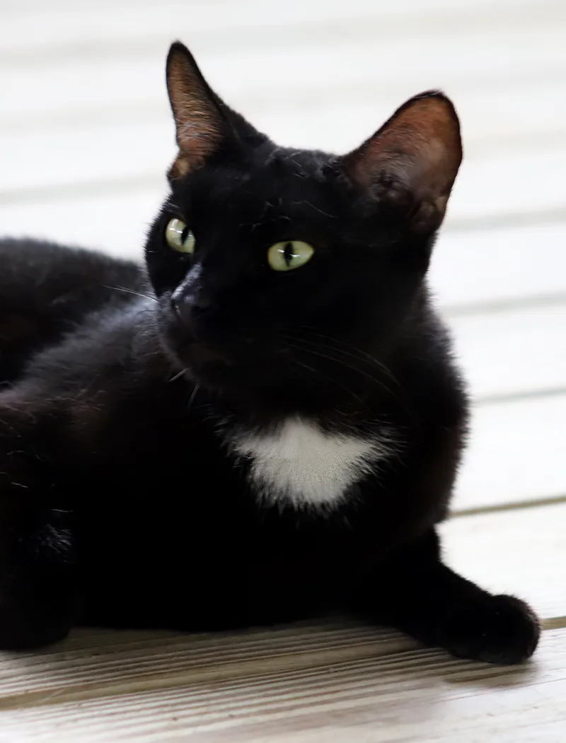 Julia  Csc thumbnail 4