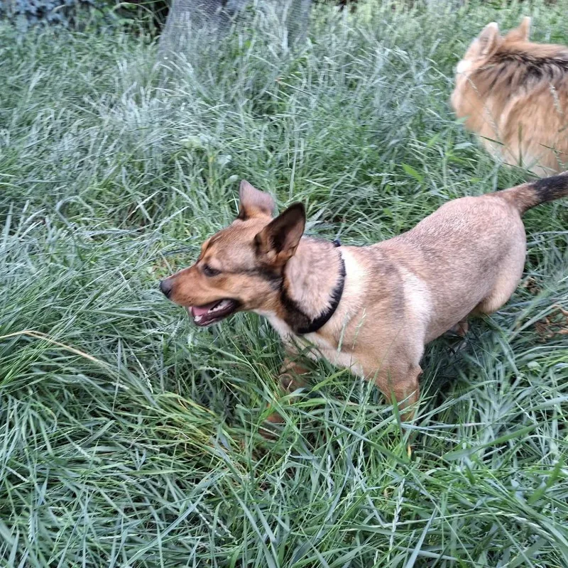 A young small-sized female Yellow / Tan / Blond / Fawn Cattle Dog dog named Dinette for adoption in Fargo, ND