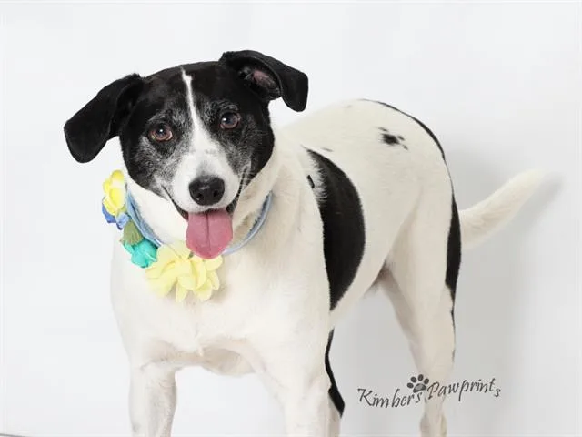 An adult large-sized female Rat Terrier dog named Zoey for adoption in Omaha, NE