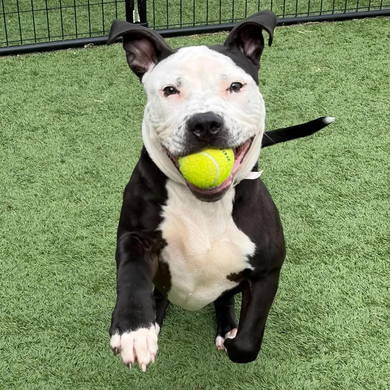 A baby medium-sized male Black Pit Bull Terrier dog named Playpen for adoption in Matteson, IL
