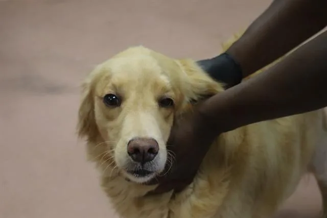 An adult large-sized female Mixed Breed dog named Cheddar for adoption in Columbia, SC