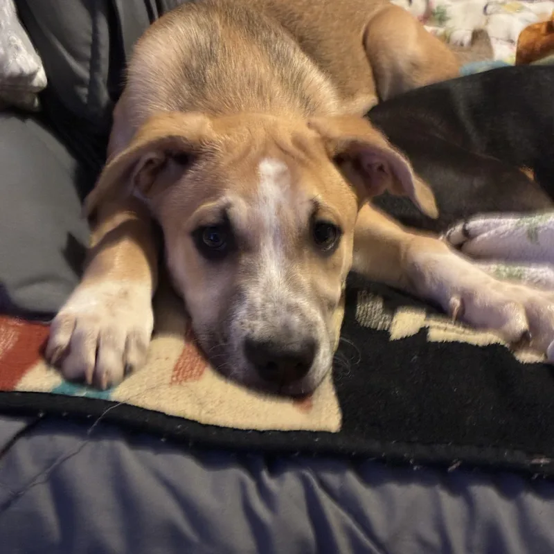 A baby medium-sized male Yellow / Tan / Blond / Fawn Australian Shepherd dog named Goose for adoption in Joshua, TX