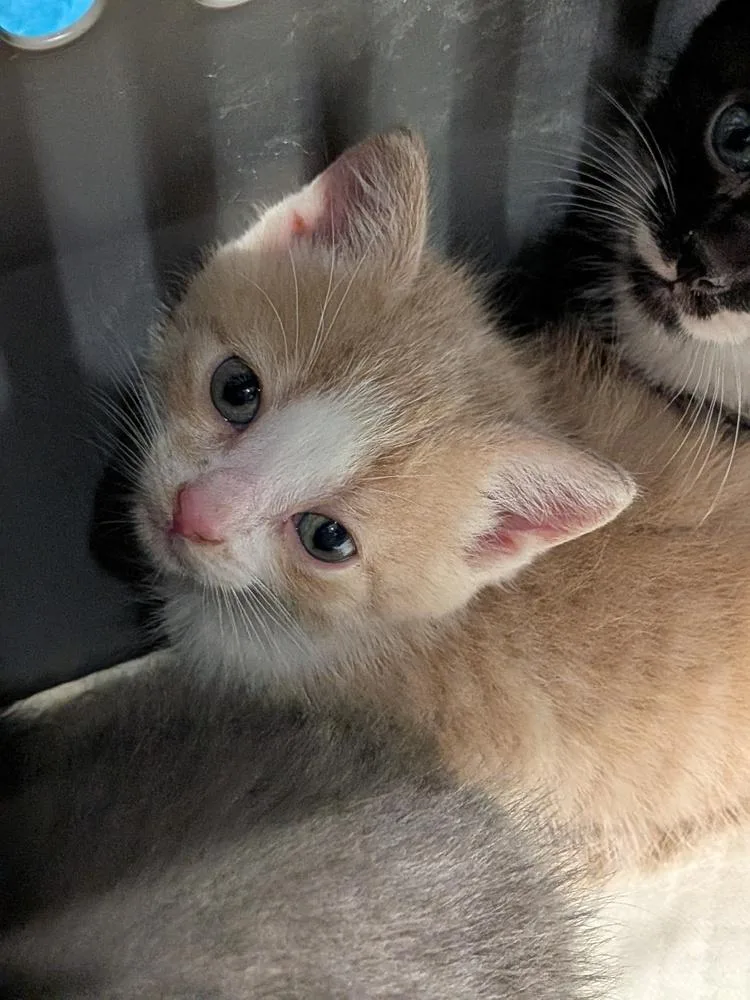 A baby medium-sized male Domestic Short Hair cat named Shawarma for adoption in Clinton Township, MI