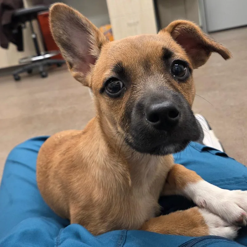 A baby small-sized female Red / Chestnut / Orange Terrier dog named Chartreuse for adoption in Chattanooga, TN
