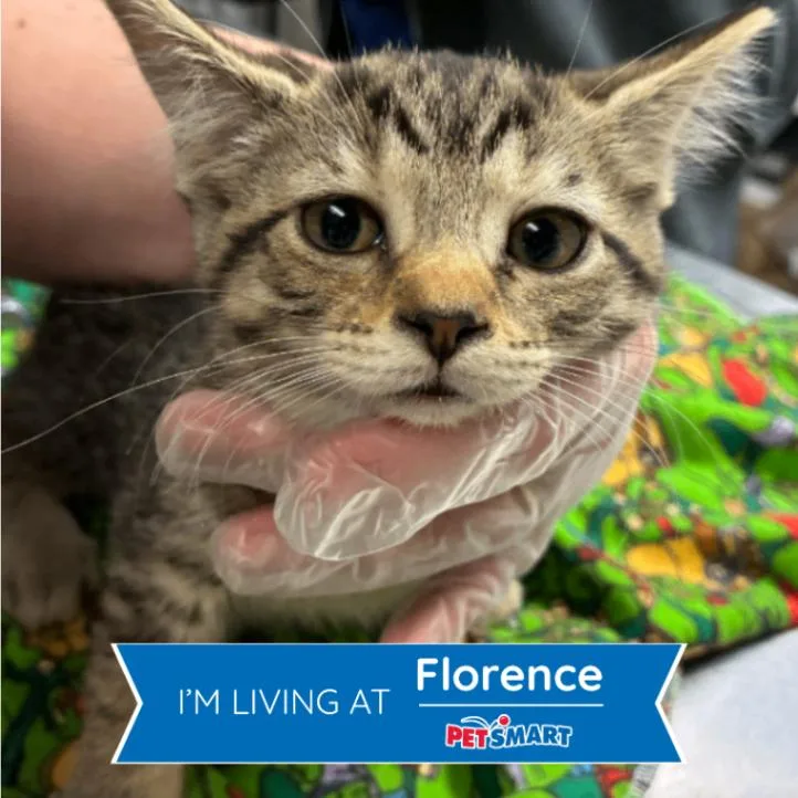 A young small-sized female Tabby (Brown / Chocolate) Domestic Short Hair cat named Walmart for adoption in Cincinnati, OH