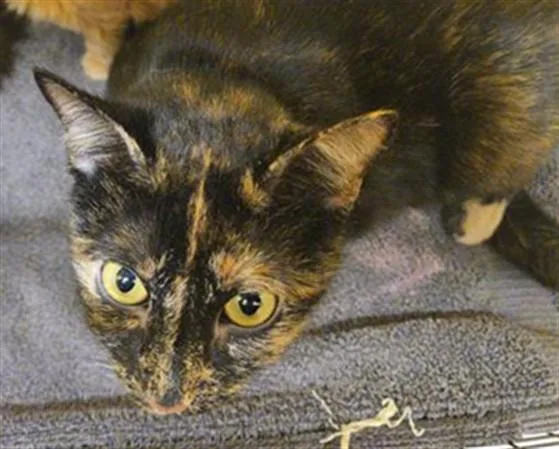 An adult small-sized female Domestic Short Hair cat named Gretchen for adoption in Tustin, CA