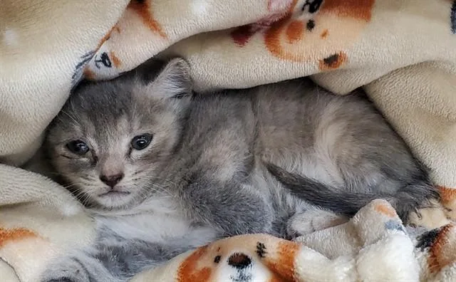 A baby small-sized female Domestic Short Hair cat named Pebbles for adoption in Fort Lauderdale, FL
