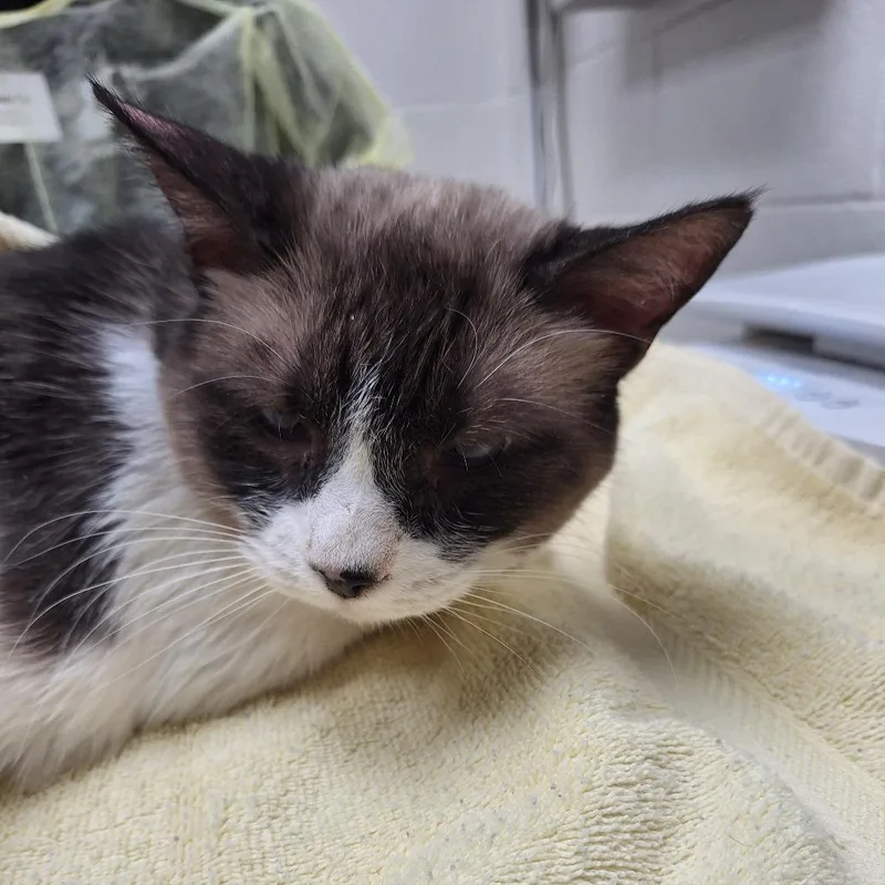 A senior large-sized female White Siamese cat named Zora for adoption in Murray, UT