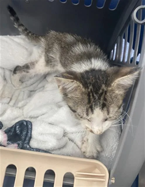 A baby medium-sized female Domestic Short Hair cat named Lily for adoption in Dallas, TX