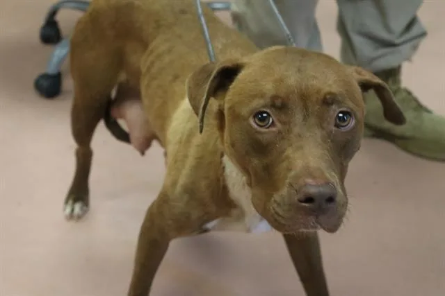 An adult large-sized female Mixed Breed dog named Sundaze for adoption in Columbia, SC