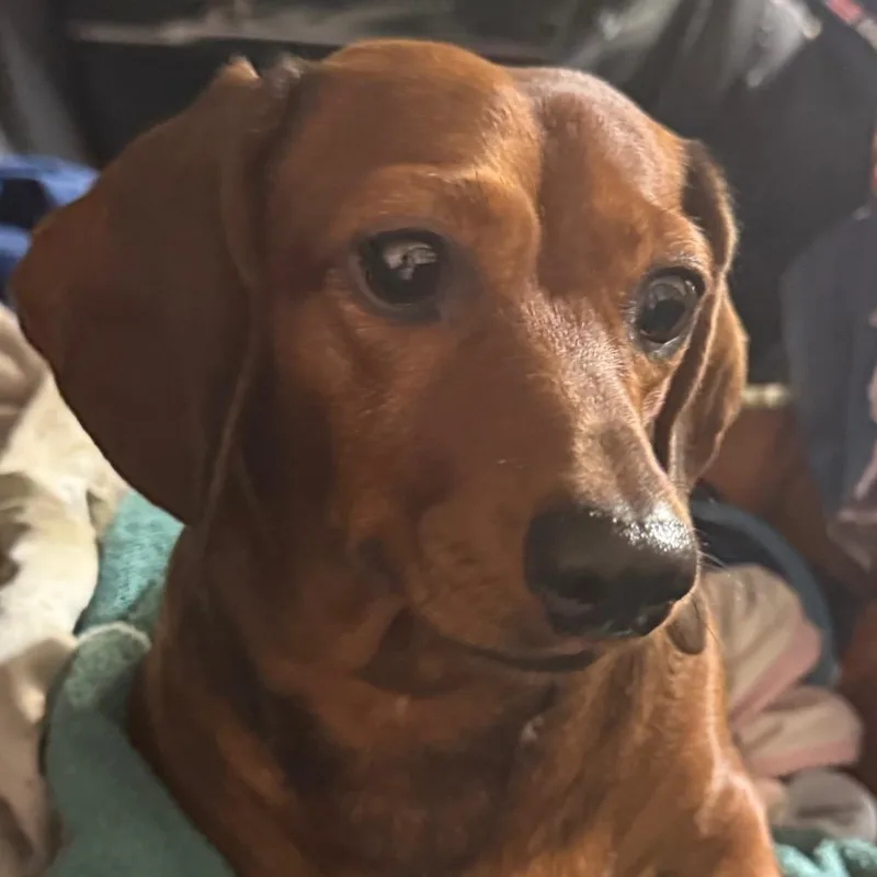 An adult small-sized female Red / Chestnut / Orange Dachshund dog named Cali for adoption in Hudson, IL