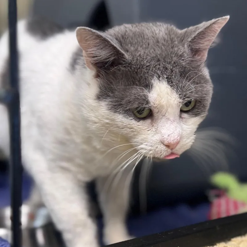An adult large-sized male Gray / Blue / Silver Domestic Short Hair cat named Skye for adoption in Columbus, NC