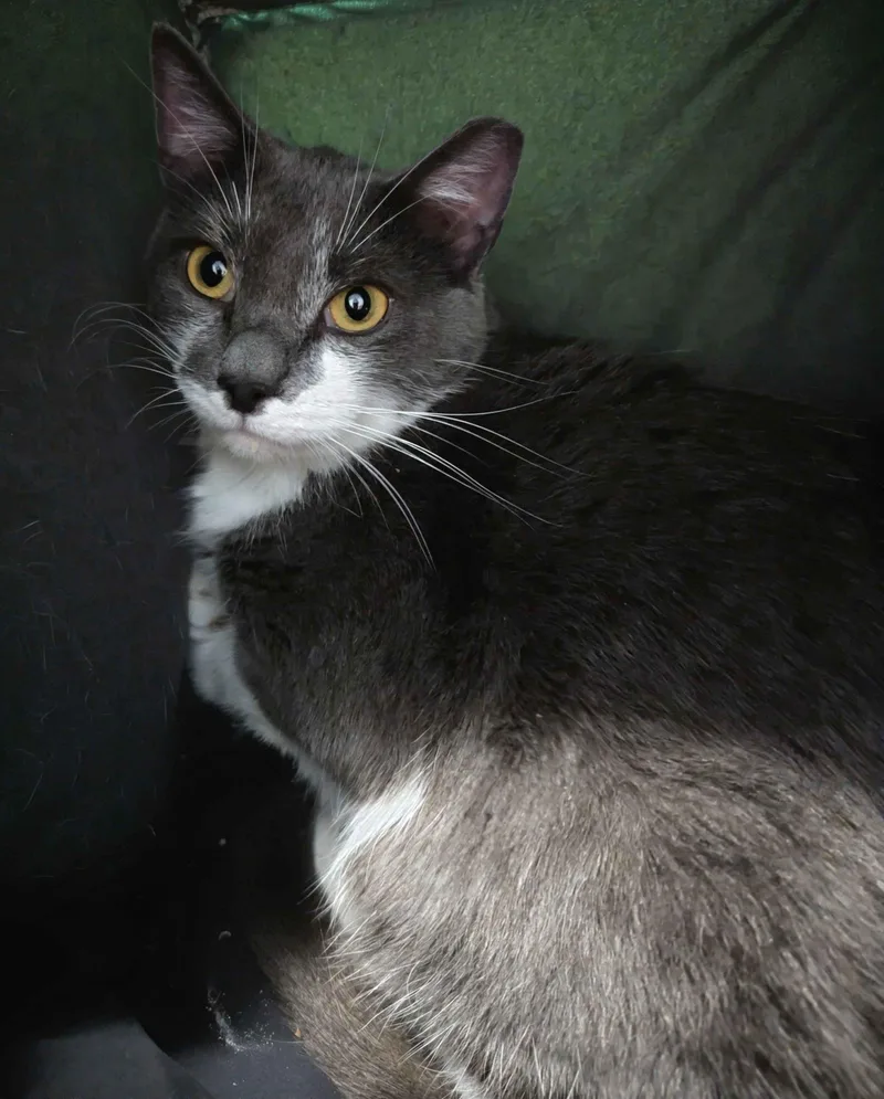 A young medium-sized female Domestic Short Hair cat named Fleur for adoption in Seven Valleys, PA