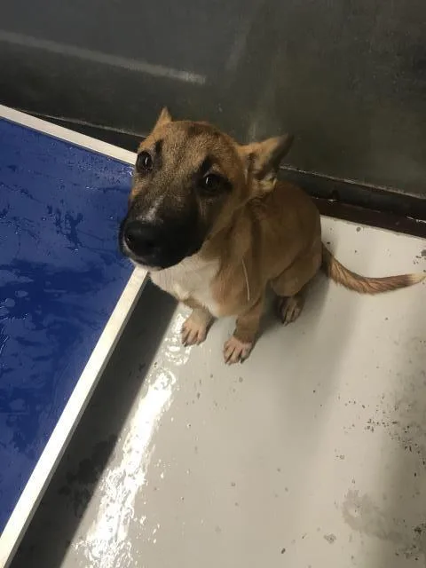 A baby small-sized male Belgian Shepherd / Malinois dog named Apple for adoption in Conroe, TX