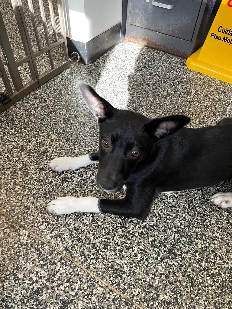 A baby medium-sized male Mixed Breed dog named Harvester for adoption in Columbia, TN
