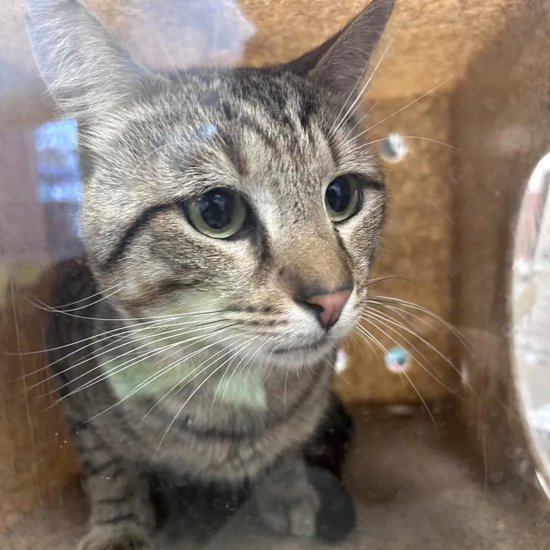 An adult small-sized male Gray / Blue / Silver Domestic Short Hair cat named Cartier for adoption in Philadelphia, PA