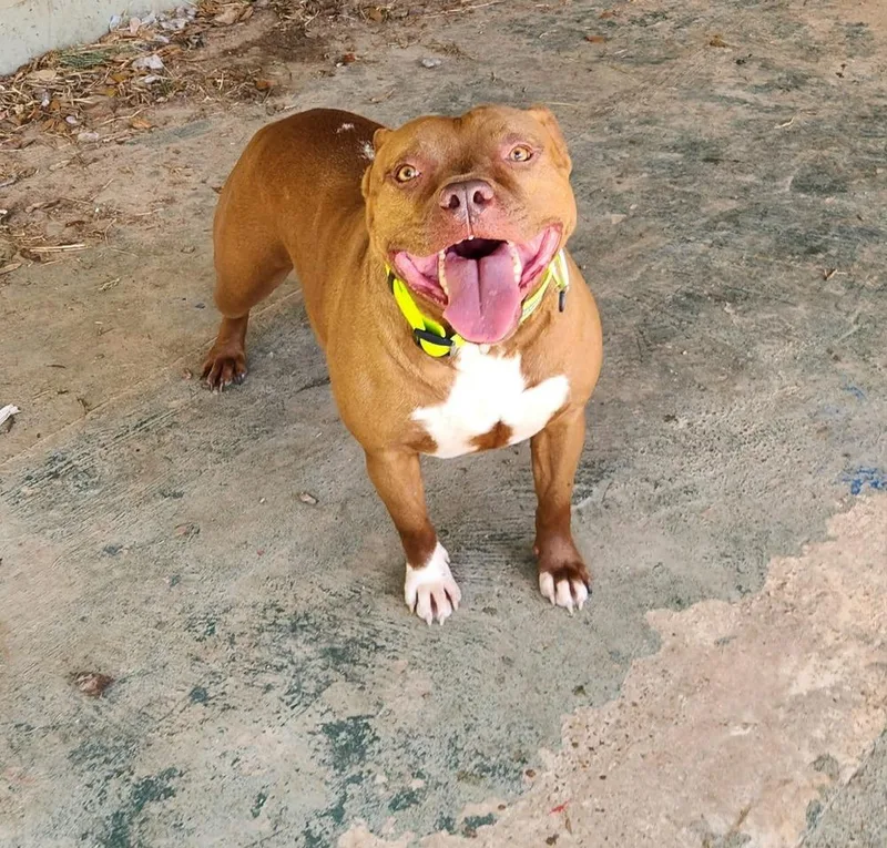 An adult medium-sized female Pit Bull Terrier dog named Abby Girl  Aka for adoption in Silsbee, TX
