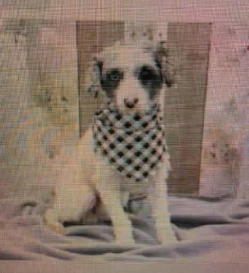 An adult small-sized male Poodle dog named Ricky for adoption in Washington, DC