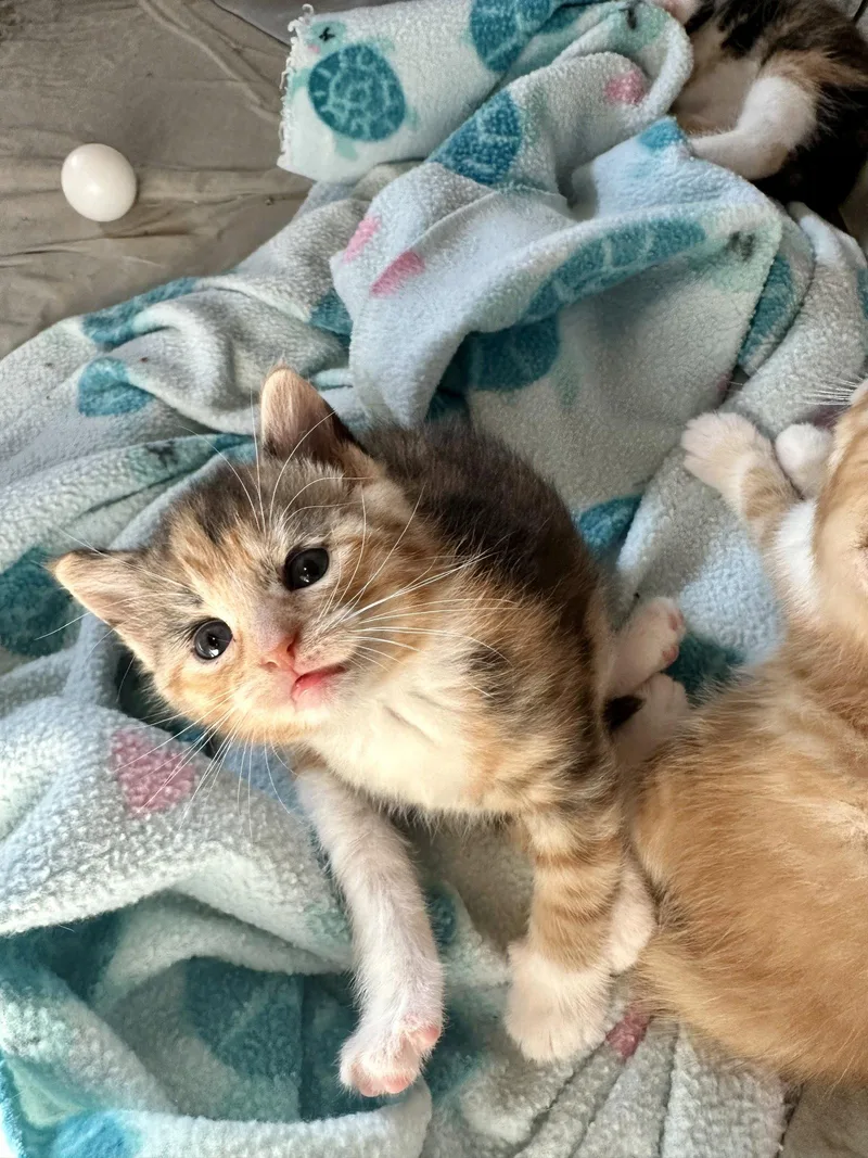 A baby medium-sized female Domestic Short Hair cat named Blizzard Of Gianna for adoption in Trenton, NJ