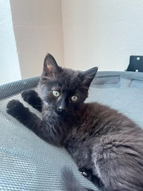 A baby small-sized male Black Domestic Medium Hair cat named Little John for adoption in Manassas, VA