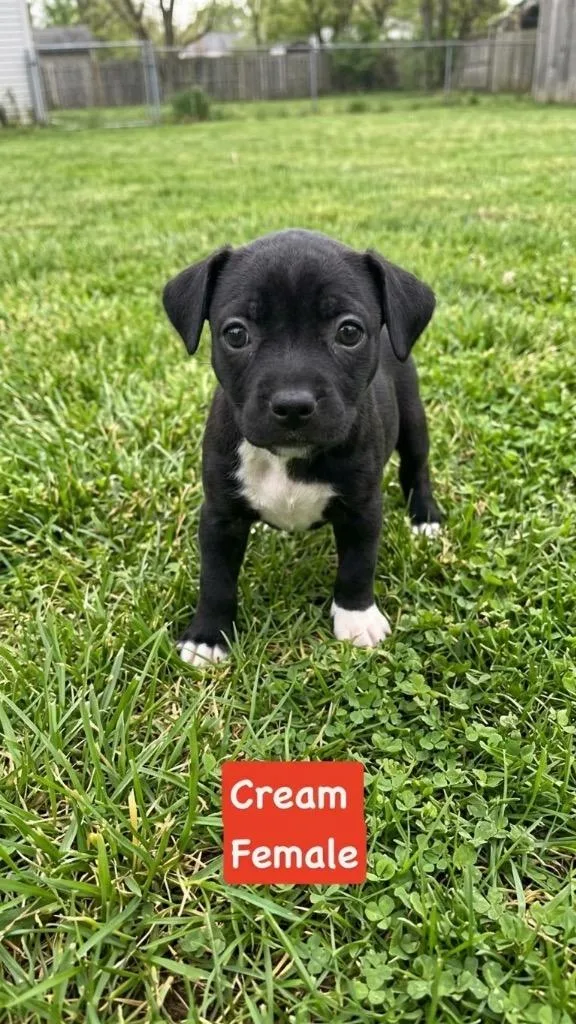 A baby small-sized female Mixed Breed dog named Cream Cookie for adoption in St. Augustine, FL